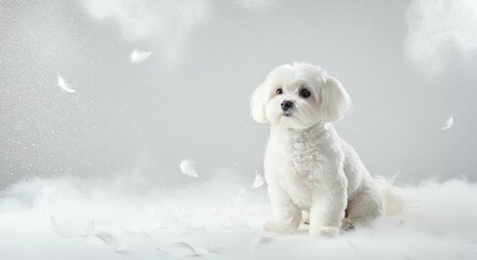 Obraz premium Adorable White Maltese Dog Amidst Floating Feathers Soft and Dreamy Pet Photography