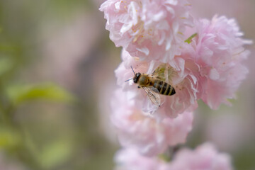 A close-up of the bee sits on the flowering almond branch on a spring day with copyspace.