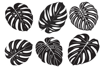 Elegant Silhouette set of Monstera Deliciosa Leaf on white background, perfect for home decor prints, posters, and modern website design