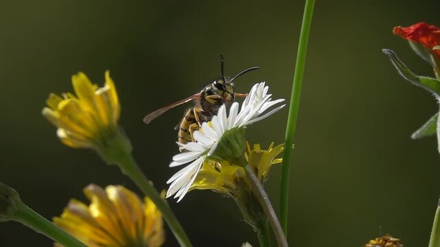 Bee wasp. Daisy flower. Nature slow-Motion
