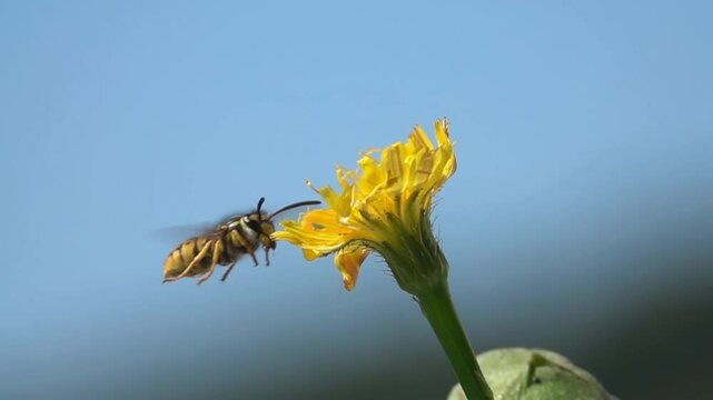 Bee wasp. Yellow flower dandelion. blue sky. Slow-motion
