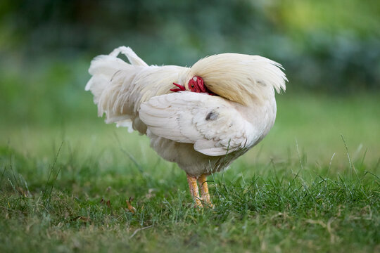A white chicken with fluffy feathers stands on grass, preening itself by tucking its head under its wing. The background is blurred greenery.