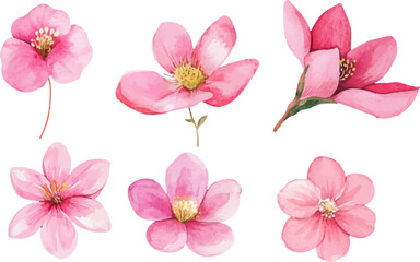 pink flowers isolated on white