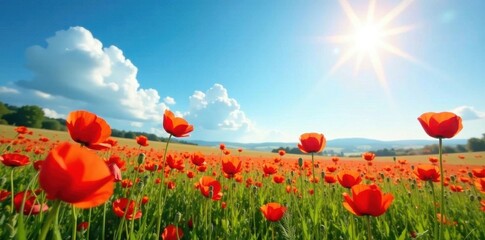 Fototapeta premium Sunlit poppy field, azure sky, gentle breeze, bright colors , plant, nature