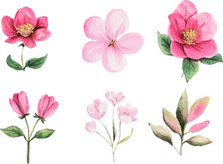 set of pink flowers