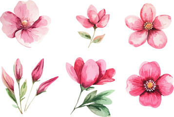 pink and white flowers