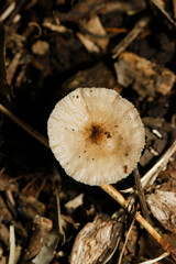 フィルムのような艶光沢のある薄茶色のホウライタケ科キノコ（自然環境下ストロボマクロ撮影）