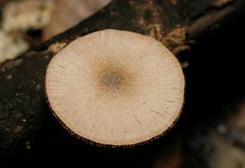 カサ全体に微毛、ベージュ色のハイイロイタチタケ茸（自然環境下ストロボマクロ撮影）