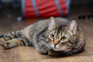 An Adorable Tabby Cat Enjoying a Relaxing Time in the Comfort of Its Home Sweet Home