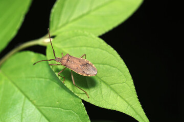 黒背景にホシハラビロヘリカメムシ成虫と若葉（自然環境下ストロボ＋マクロ接写）