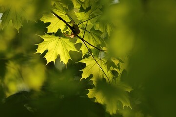 Close-up of spring maple leaves on tree branch