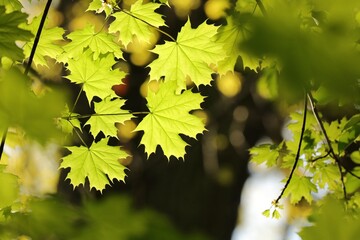 Close-up of spring maple leaves on tree branch