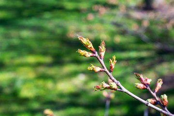 The Spring Budding Branches Stand Out Vibrantly Against a Fresh Green Background