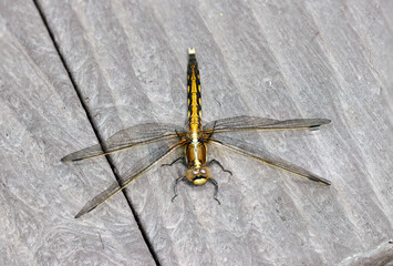 アウトドア擬木テーブル上に雌のシオカラトンボ正面俯瞰画像（晴天下自然光マクロ撮影）