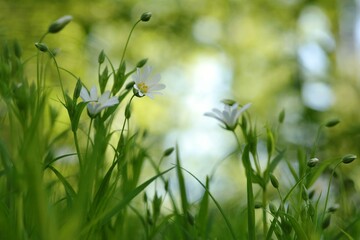 Rabelera - Stellaria holostea blooming in the forest