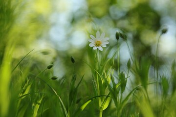 Rabelera - Stellaria holostea blooming in the forest