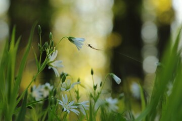 Rabelera - Stellaria holostea blooming in the forest