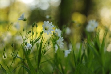 Rabelera - Stellaria holostea blooming in the forest