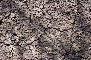 Cracked dry soil featuring the emergence of vibrant green sprouts indicating new growth