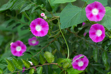 A type of creeper with purple flowers in a close up view
