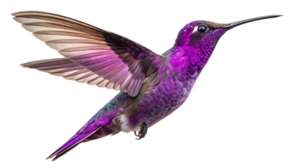 hummingbird in flight flower isolated on white background PNG. AI GENERATED