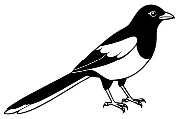 Fototapeta premium Magpie Contour Drawing