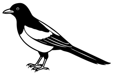Magpie Contour Drawing
