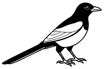 Magpie Contour Drawing