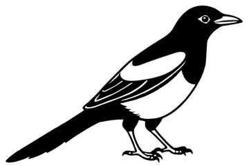 Magpie Contour Drawing