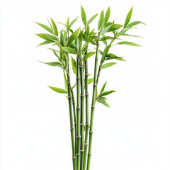 bamboo isolated on white