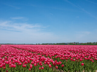 Tulpenveld Flevoland province, The Netherlands