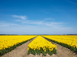 Tulpenveld Flevoland province, The Netherlands
