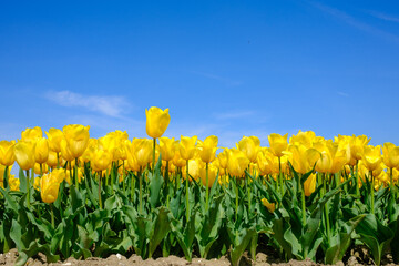 Tulpenveld Flevoland province, The Netherlands