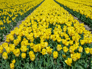 Tulpenveld Flevoland province, The Netherlands
