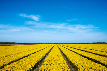 Tulpenveld Flevoland province, The Netherlands