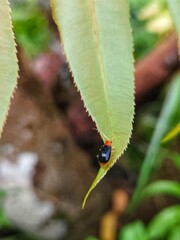 leaf beetle on leaf