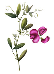 Illustration of a branch of blooming pink wild peas. Watercolor illustration of mouse peas. Wildflower print. Meadow flowers decoration