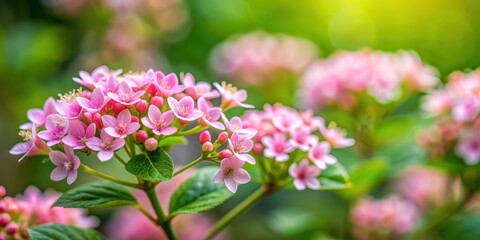 Fototapeta premium Small pink flowers with delicate petals and soft center, surrounded by a blurry green leafy background , texture