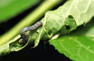 	開ききらない若葉を食べる白黒黄色のヒロバトガリエダシャク蛾幼虫（自然環境下マクロ撮影）