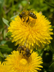Honey bees (Apis mellifera) foraging on bright yellow dandelion flowers (Taraxacum officinale). Vertical macro view of pollinating insects collecting nectar on wild spring blooms in natural sunlight. © Dan
