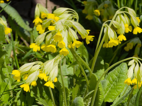 Cluster of blooming cowslip flowers (Primula veris) with drooping yellow tubular blossoms and pale green calyces in natural spring sunlight.