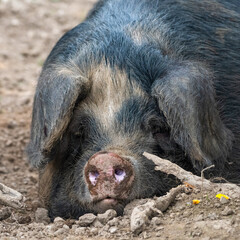 Gloucestershire old spot pig sleeping