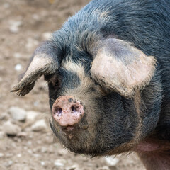 Gloucestershire old spot pig 