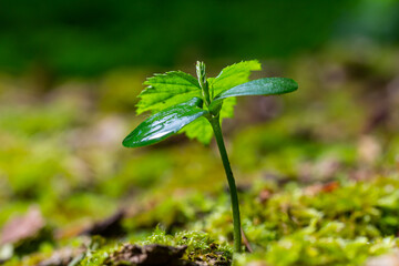Hornbeam Carpinus betulus tree sprouts germinated in the wild in the forest from seed