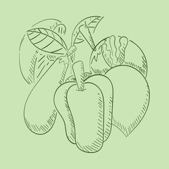 vector illustration of fruits