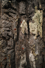 Close up of tree trunk in lush forest symbolizing world environment day sustainable living and conservation of natural resources for future generations
