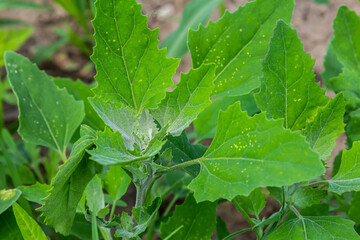 Chenopodium album, edible plant, common names include lamb's quarters, melde, goosefoot, white...