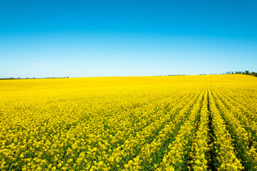 Obraz premium Canola or rapeseed yellow field and blue sky on a sunny day. Rural scene in spring,beautiful landscape. Agricultural industry.