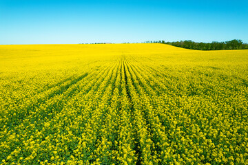 Obraz premium Bright yellow canola or rapeseed field and blue sky on a sunny day. Rural scene in spring,beautiful landscape. Agricultural industry.