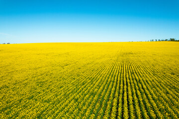 Canola or rapeseed yellow field and blue sky on a sunny day. Rural scene in spring,beautiful landscape. Agricultural industry.